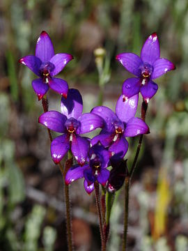 Elythranthera brunonis Elythranthera brunonis