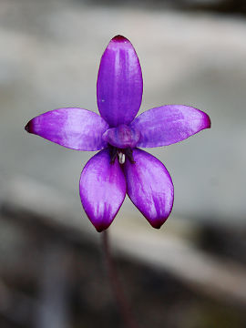 Elythranthera brunonis Elythranthera brunonis