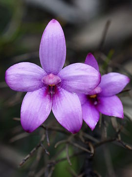 Elythranthera × intermedia