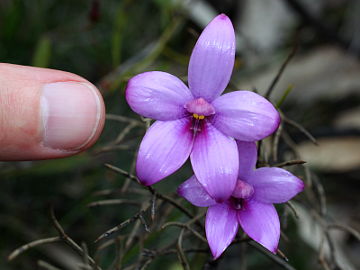 Elythranthera × intermedia