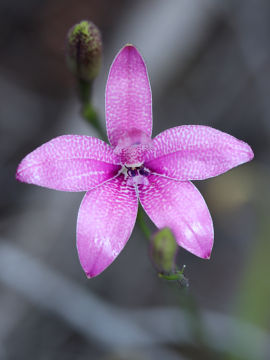 Elythranthera emarginata