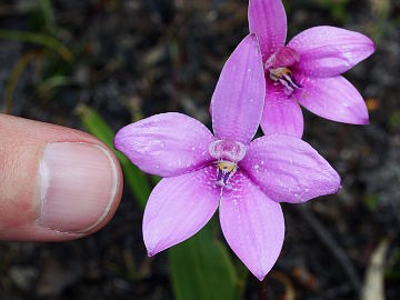 Elythranthera emarginata