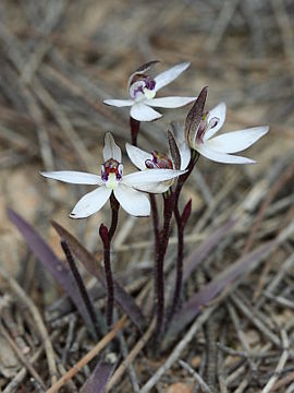 Ericksonella saccharata