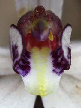 Ericksonella saccharata
