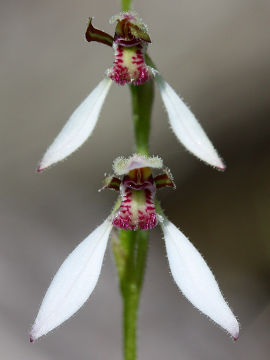 Eriochilus dilatatus
