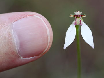 Eriochilus dilatatus
