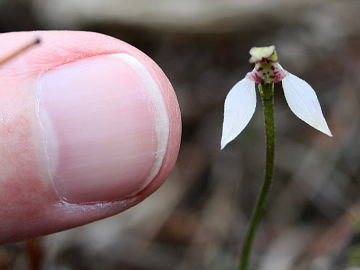 Eriochilus helonomos