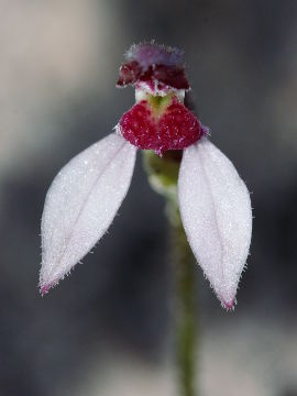 Eriochilus scaber