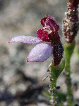 Eriochilus scaber