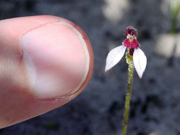 Eriochilus scaber