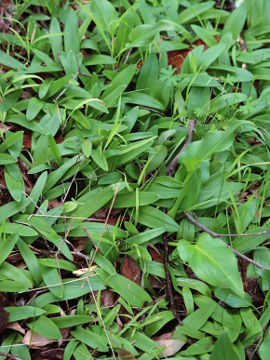 Leptoceras menziesii Leptoceras menziesii