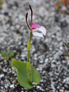 Leptoceras menziesii Leptoceras menziesii