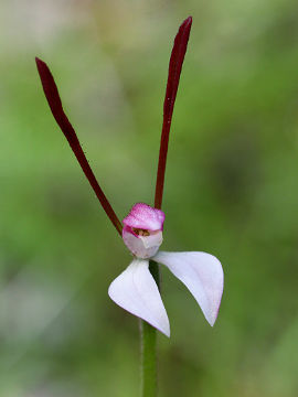 Leptoceras menziesii Leptoceras menziesii