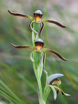 Lyperanthus serratus
