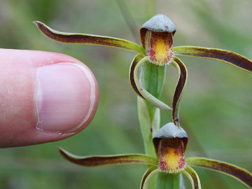 Lyperanthus serratus