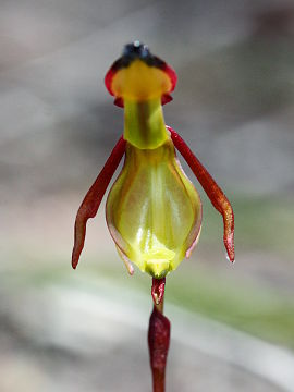 Paracaleana ferricola