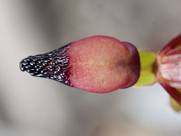 Paracaleana ferricola