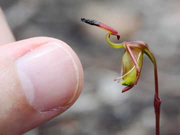 Paracaleana ferricola
