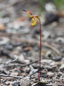 Paracaleana ferricola