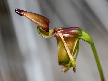 Paracaleana terminalis Paracaleana terminalis
