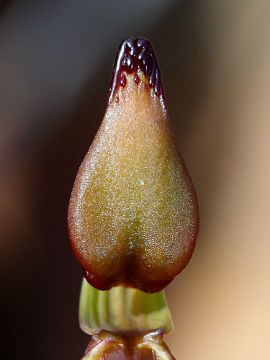 Paracaleana terminalis Paracaleana terminalis