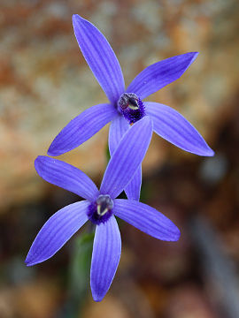Pheladenia deformis