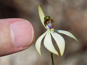 Praecoxanthus aphyllus