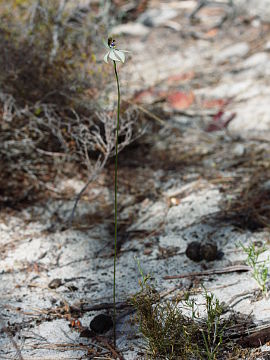 Praecoxanthus aphyllus