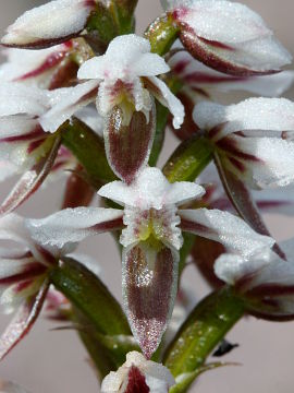 Prasophyllum cucullatum Prasophyllum cucullatum