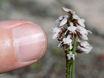 Prasophyllum cucullatum Prasophyllum cucullatum