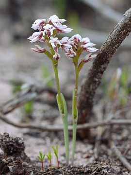 Prasophyllum cucullatum Prasophyllum cucullatum
