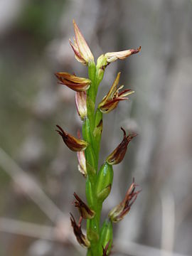 Prasophyllum drummondii Prasophyllum drummondii