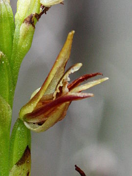 Prasophyllum drummondii Prasophyllum drummondii