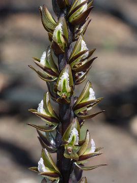 Prasophyllum elatum Prasophyllum elatum