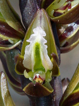 Prasophyllum elatum Prasophyllum elatum