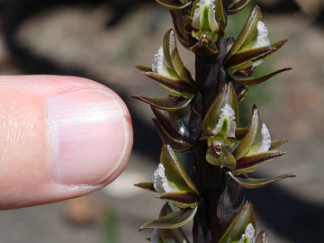 Prasophyllum elatum Prasophyllum elatum