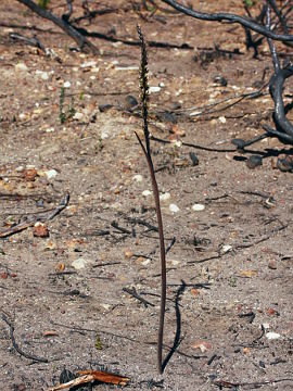 Prasophyllum elatum Prasophyllum elatum