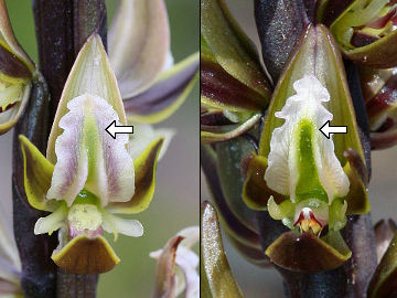 Prasophyllum elatum Prasophyllum elatum