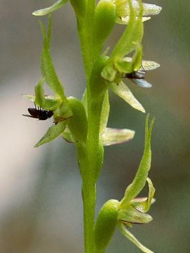 Prasophyllum gracile