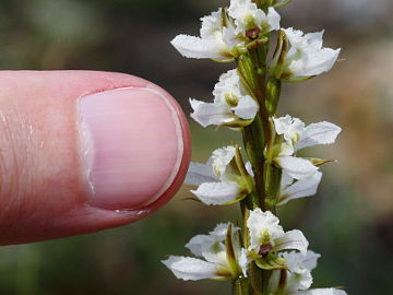 Prasophyllum hians