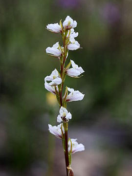 Prasophyllum hians