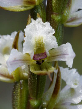 Prasophyllum hians