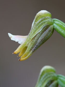 Prasophyllum sp. Prasophyllum sp.