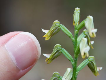 Prasophyllum sp. Prasophyllum sp.