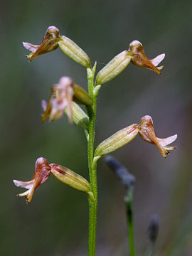 Prasophyllum sp. Prasophyllum sp.