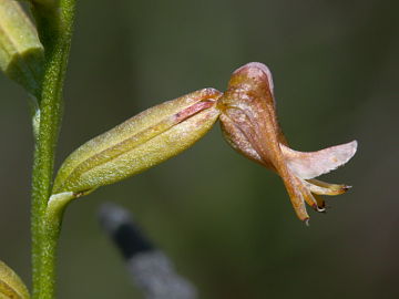 Prasophyllum sp. Prasophyllum sp.