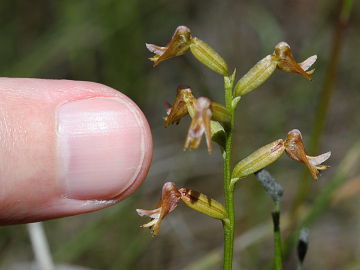 Prasophyllum sp. Prasophyllum sp.