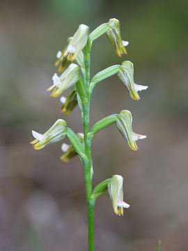 Prasophyllum sp. Prasophyllum sp.