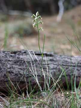 Prasophyllum sp. Prasophyllum sp.