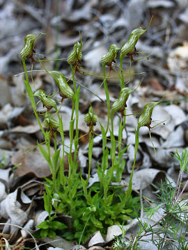 Pterostylis barbata